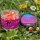 WAFTERS TWISTED BOILIES & BARRELS 8 MM BCN